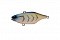 JACKALL SKULL SHELL TN70 MARUHATA