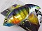 MEGABASS VATALION (F)