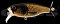 DEPS BUSS JET JR