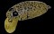 NORIES CRANKIN PUPA SHALLOW