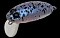 NORIES CRANKIN' BOSS PUPA SHALLOW