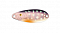 ITO CRAFT EMISHI CUSTOM SPOON 4G