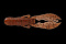 JACKALL SASUTEKI CRAW 5