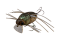 JACKALL CHUBBY BUG 35