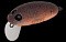 NORIES CRANKIN PUPA SHALLOW