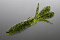 ISSEI BIBIBI BUG 3.2"