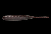 Силиконовая приманка JACKALL HYD GECK4 японское качество от производителя JACKALL