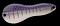 NORIES METAL WASABY 12G