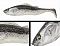 ADUSTA PICK TAIL SWIMMER 6"