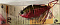 TH TACKLE JOINTED PETITE ZOE