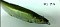 TH TACKLE DELTA AYU 160