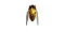MEGABASS NANO SIGLETT
