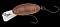 NORIES CRANKIN' PUPA