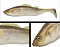 ADUSTA PICK TAIL SWIMMER 5"