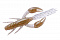 O.S.P. DOLIVE CRAW 3"