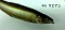 TH TACKLE DELTA AYU 160