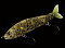 GAN CRAFT JOINTED CLAW 70 F