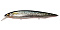 MEGABASS KANATA +1SW