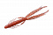 O.S.P. DOLIVE SHRIMP 4"