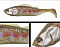 ADUSTA PICK TAIL SWIMMER 5"