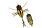 DUO REALIS KOSHINMUSHI