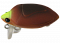 SMITH CAMENUSI