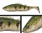 ADUSTA PICK TAIL SWIMMER 5"