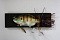 TH TACKLE LITTLE ZOE JOINTED