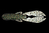 Силиконовая приманка JACKALL SASUTEKI CRAW 5 японское качество от производителя JACKALL