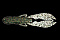 JACKALL SASUTEKI CRAW 5