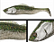 ADUSTA PICK TAIL SWIMMER 5"