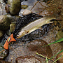 Подсак YAMANAMI LANDING NET GRACE японское качество от производителя YAMANAMI