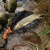 Подсак YAMANAMI LANDING NET GRACE японское качество от производителя YAMANAMI