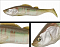 ADUSTA PICK TAIL SWIMMER 5"