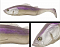 ADUSTA PICK TAIL SWIMMER 6"