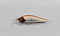 WILDERNESS HO-KI MONNOW HK50S
