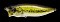 MEGABASS POP MAX